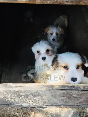 1-3 months Male Purebred Maltese