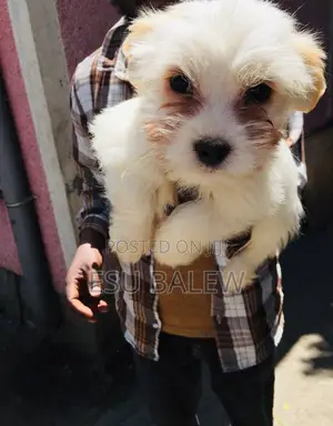 1-3 months Male Purebred Maltese