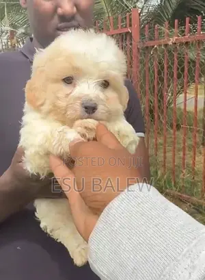 1-3 months Male Purebred Maltese