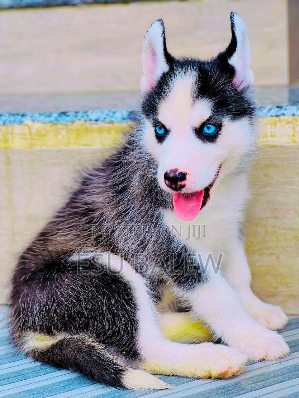 1-3 months Male Purebred Siberian Husky