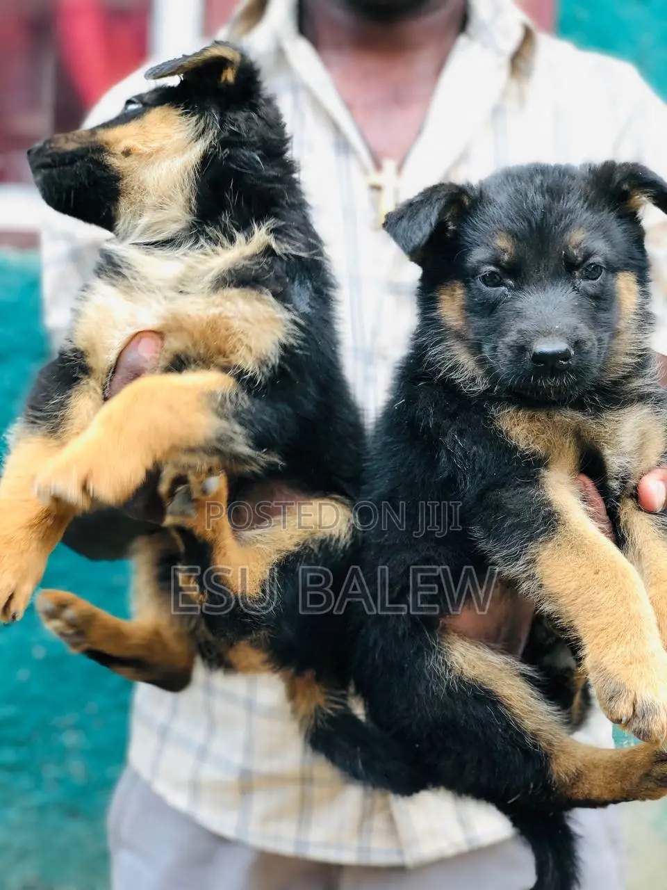 1-3 months Male Purebred German Shepherd