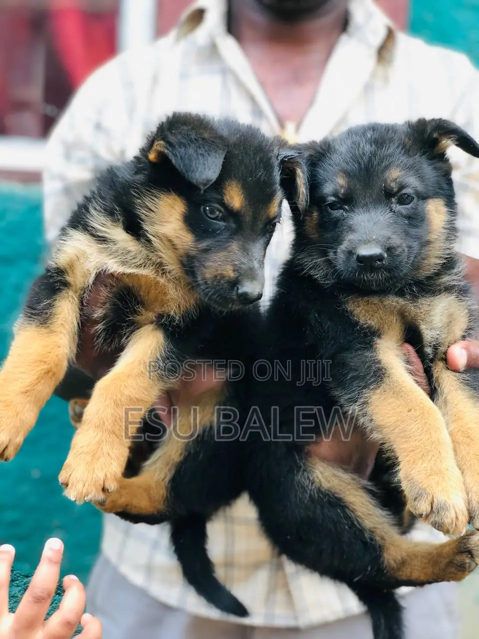 1-3 months Male Purebred German Shepherd