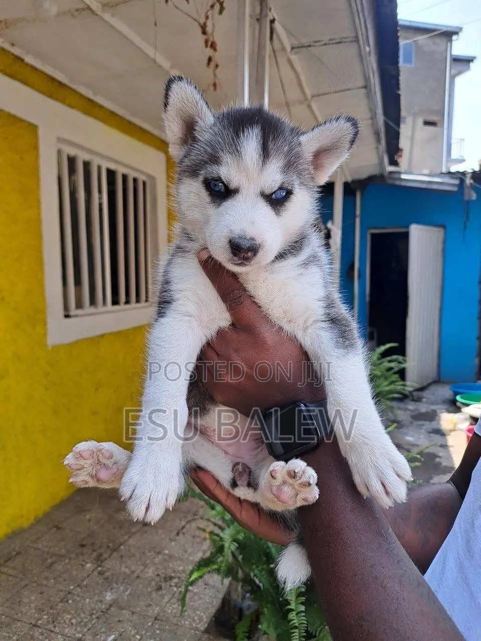 1-3 months Male Purebred Siberian Husky