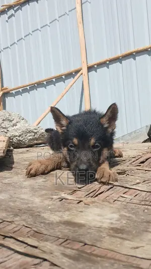 1-3 months Female Purebred German Shepherd
