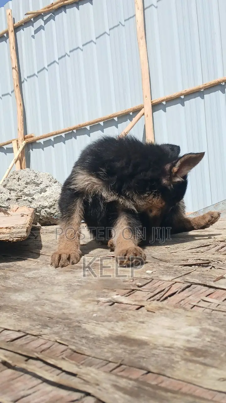 1-3 months Female Purebred German Shepherd