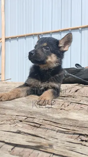 1-3 months Female Purebred German Shepherd