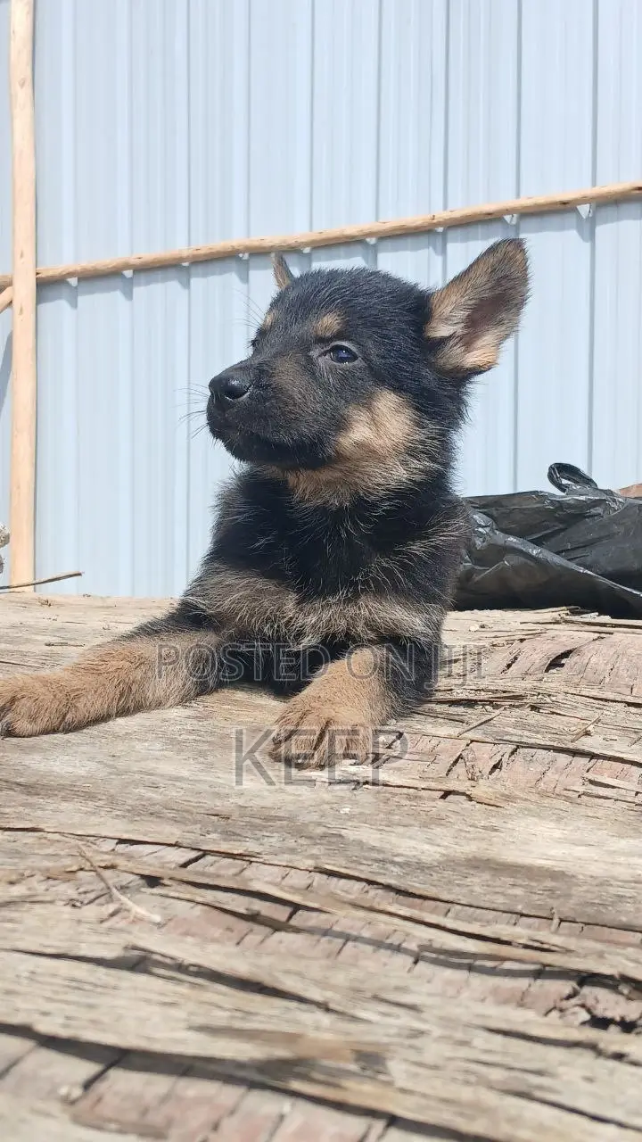 1-3 months Female Purebred German Shepherd