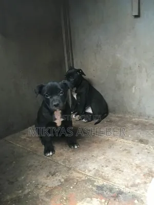 1-3 months Male Purebred American Pit Bull Terrier