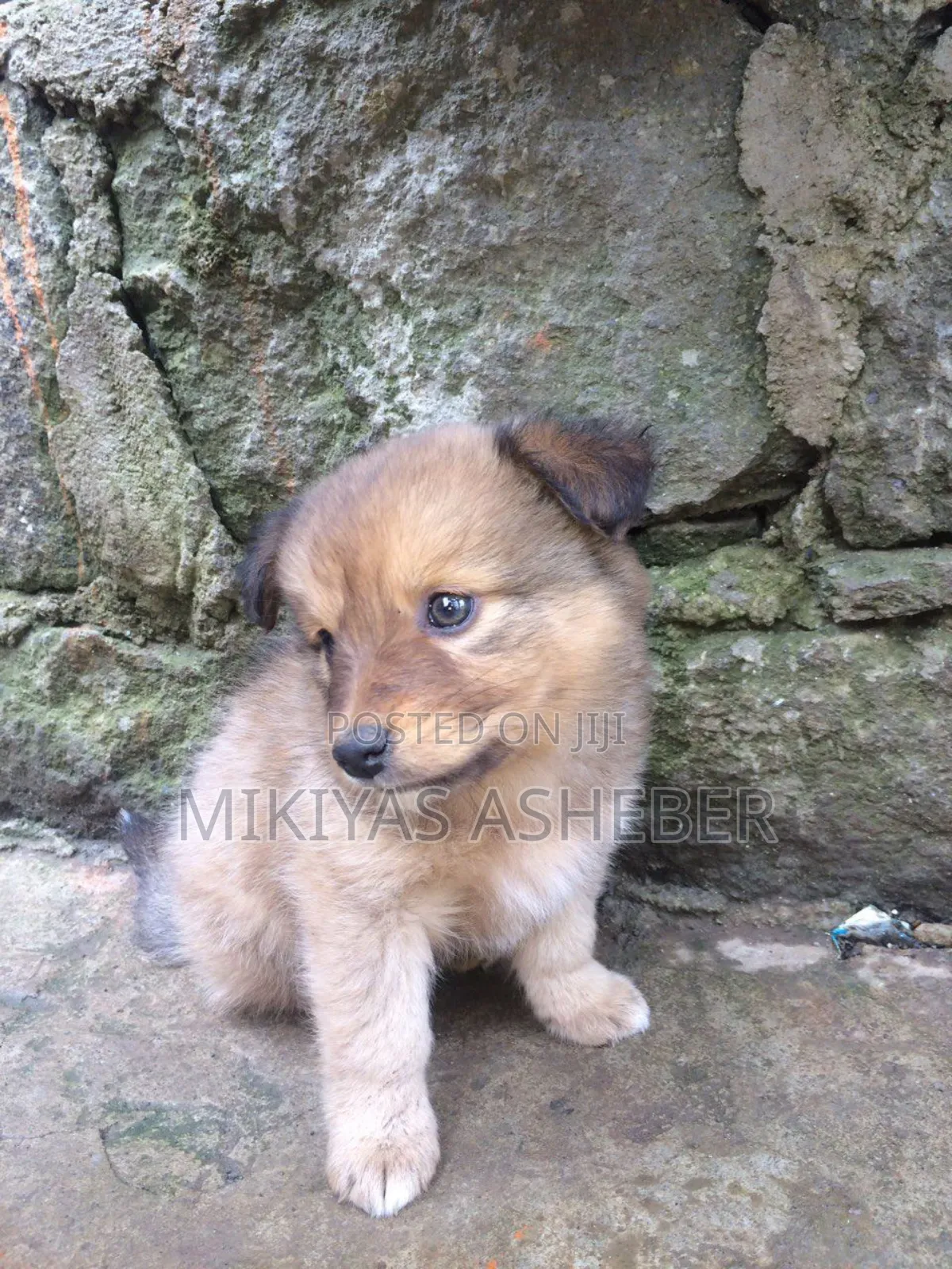 1-3 months Male Mixed Breed Maltese