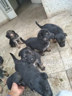 1-3 months Male Purebred German Shepherd