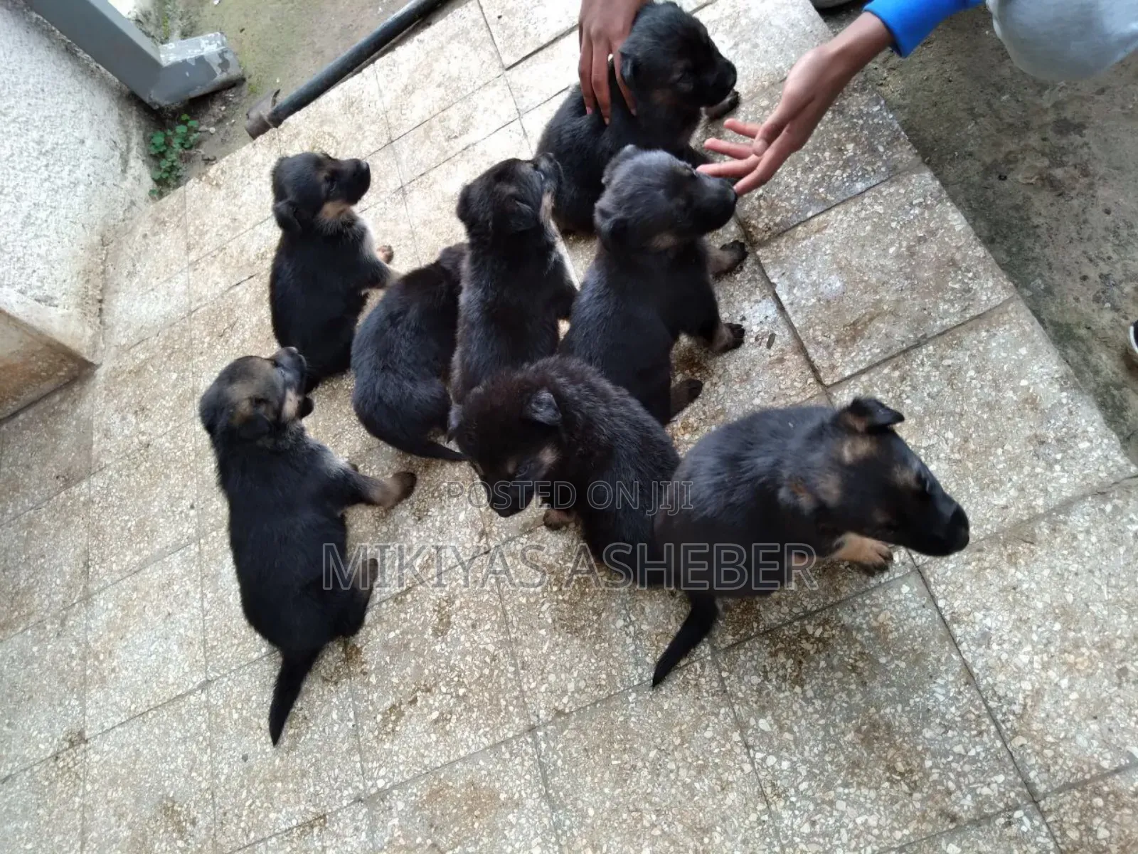 1-3 months Male Purebred German Shepherd