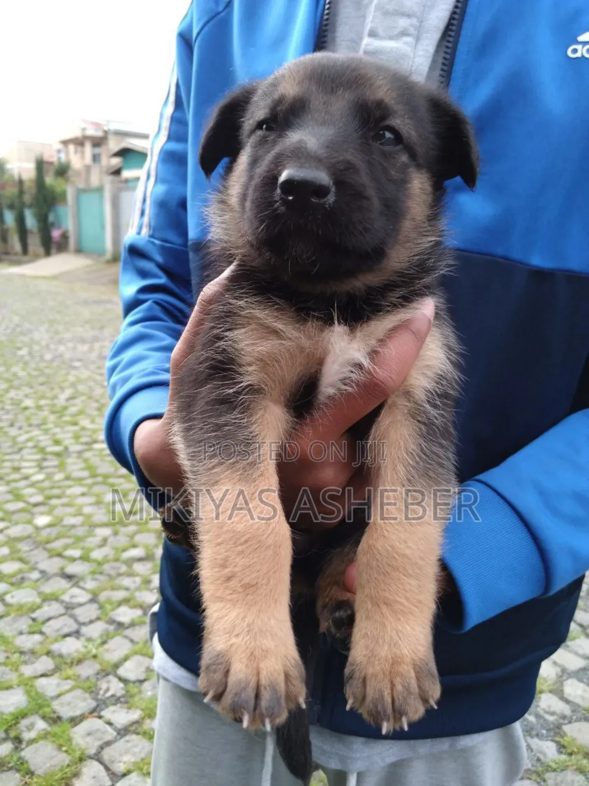 1-3 months Male Purebred German Shepherd