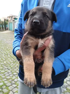 1-3 months Male Purebred German Shepherd