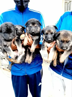 1-3 months Male Purebred German Shepherd