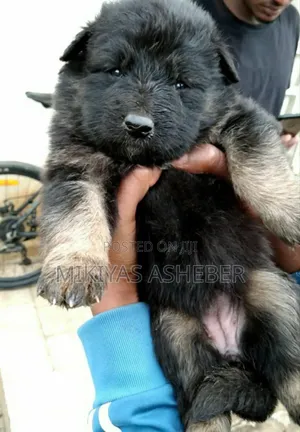 1-3 months Male Purebred German Shepherd