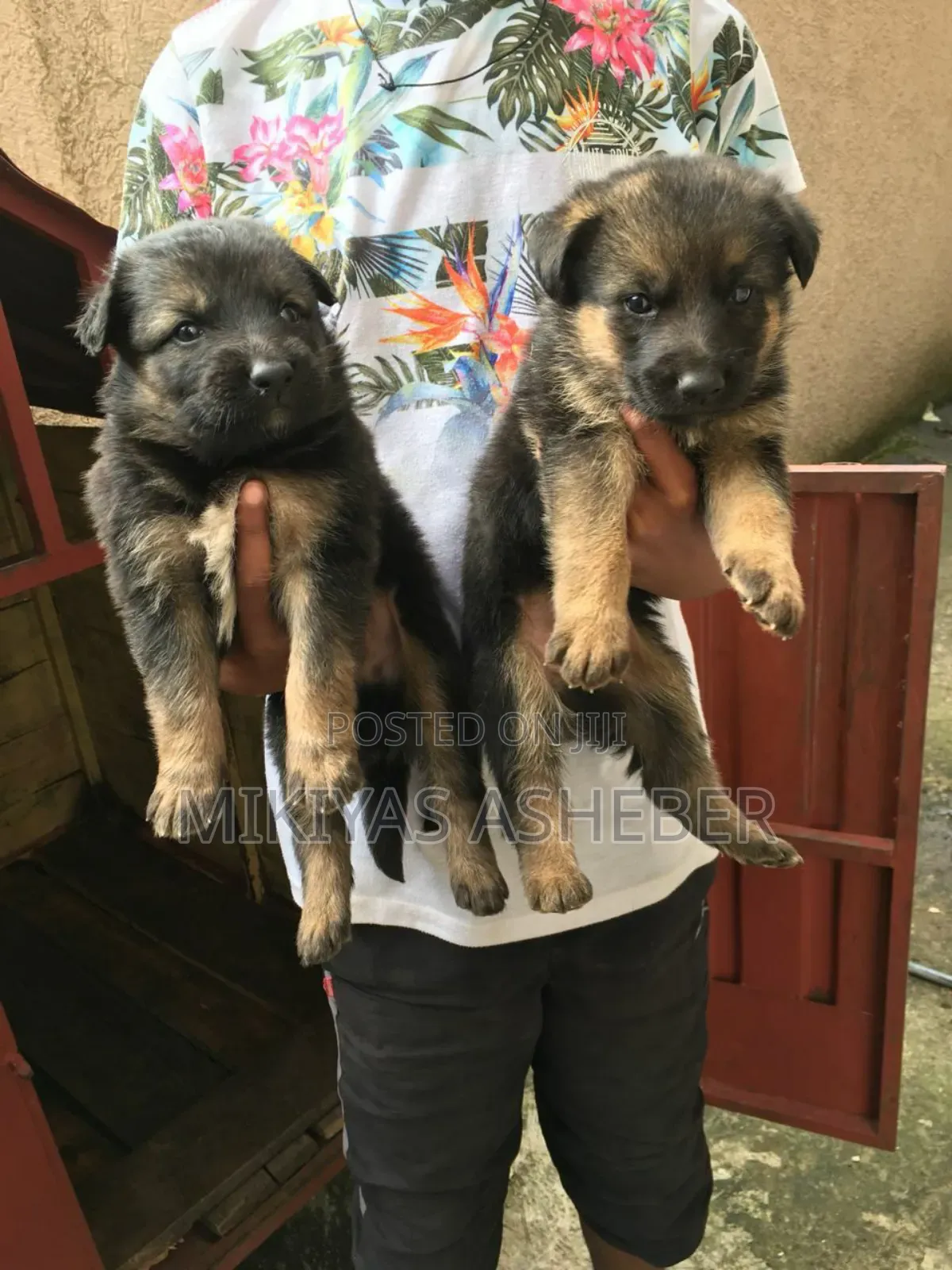 1-3 months Male Purebred German Shepherd