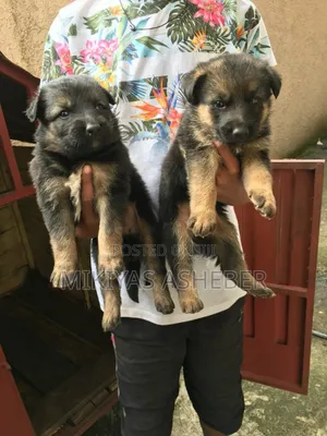 1-3 months Male Purebred German Shepherd