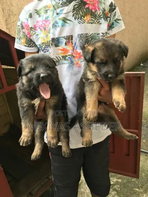 1-3 months Female Purebred German Shepherd