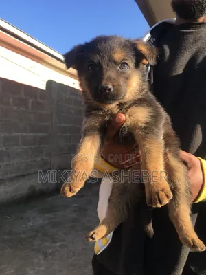 1-3 months Male Purebred German Shepherd