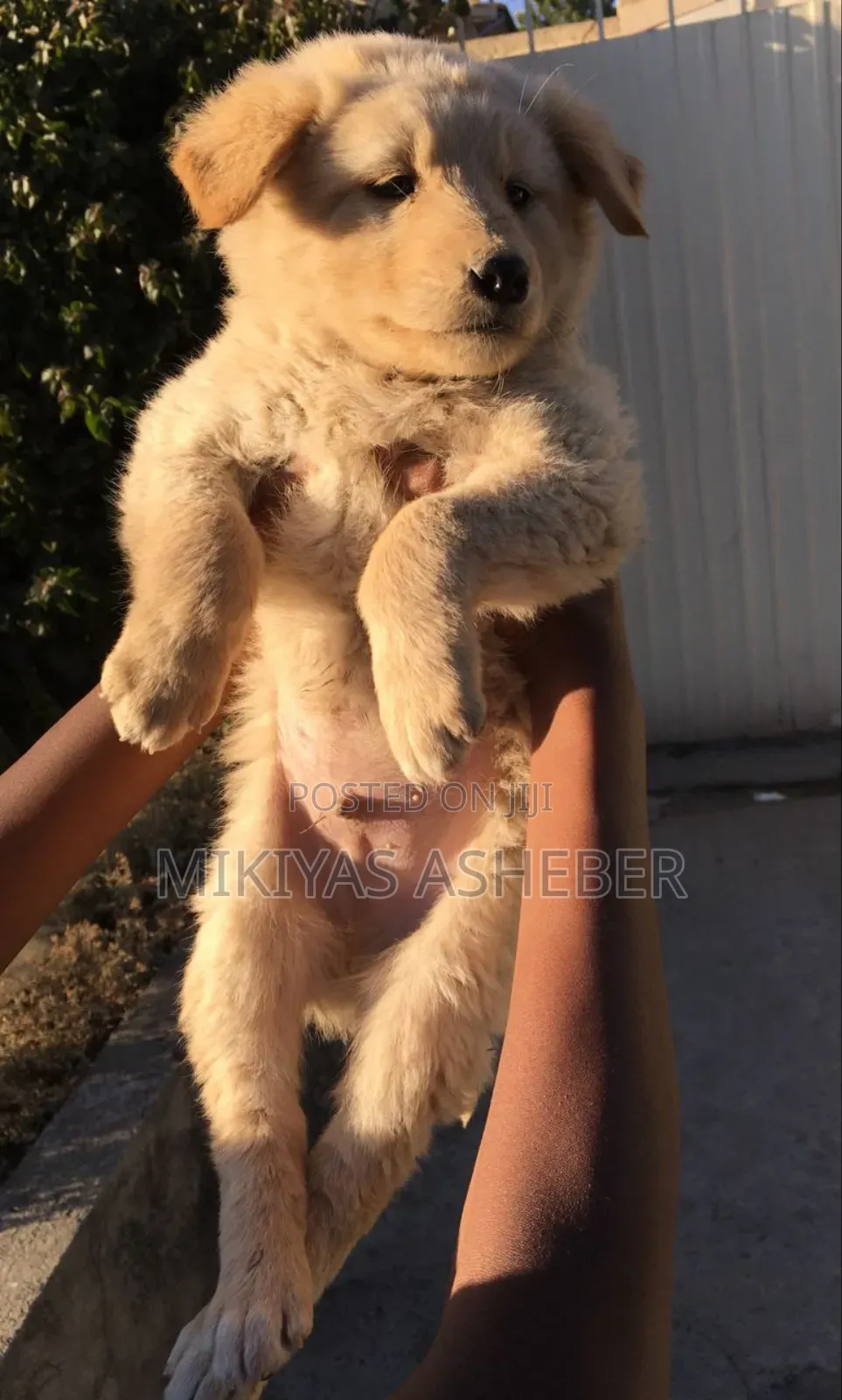 1-3 months Male Purebred Maltese