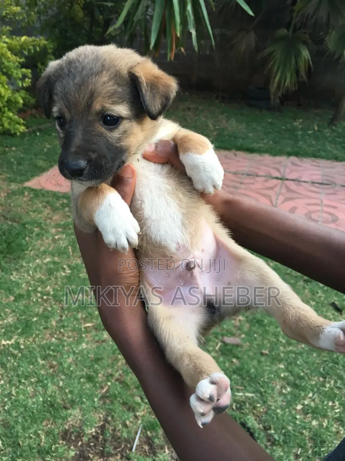 1-3 months Male Mixed Breed Maltese