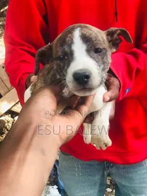 1-3 months Male Purebred American Pit Bull Terrier
