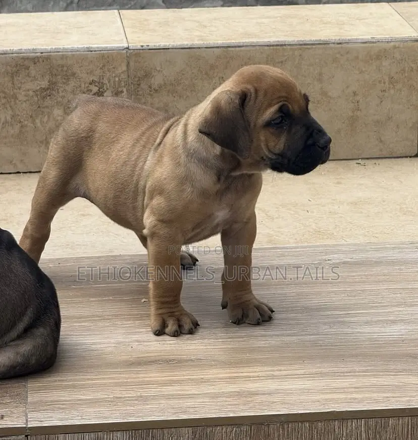 1-3 months Male Purebred Boerboel