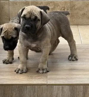 1-3 months Male Purebred Boerboel