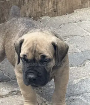 1-3 months Male Purebred Boerboel