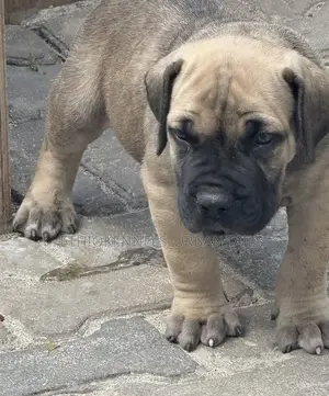 1-3 months Male Purebred Boerboel