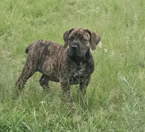 1-3 months Male Purebred Boerboel