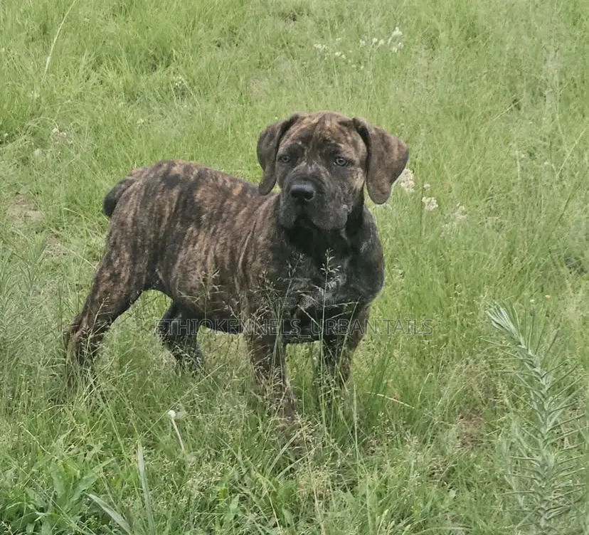 1-3 months Male Purebred Boerboel
