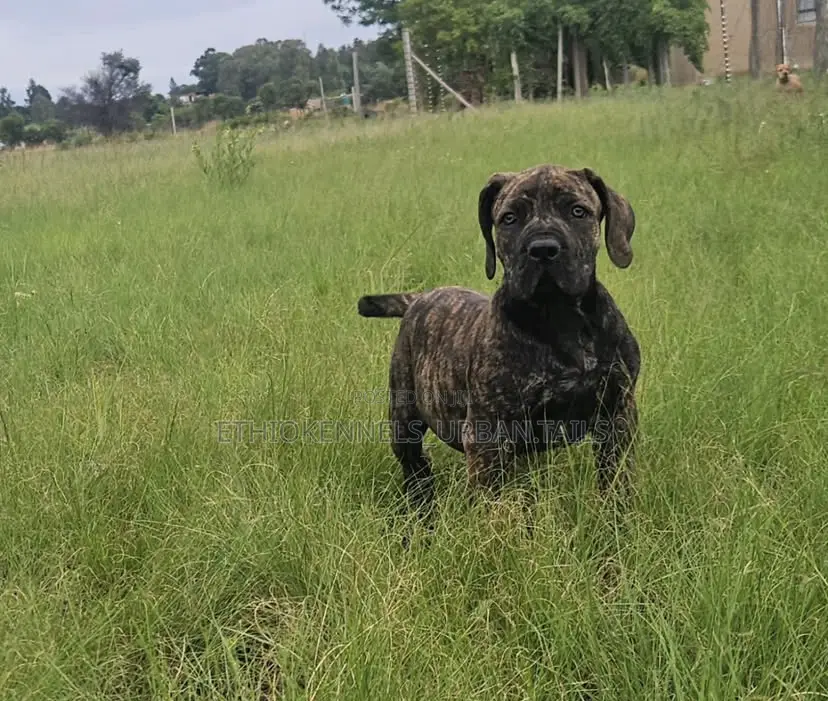 1-3 months Male Purebred Boerboel