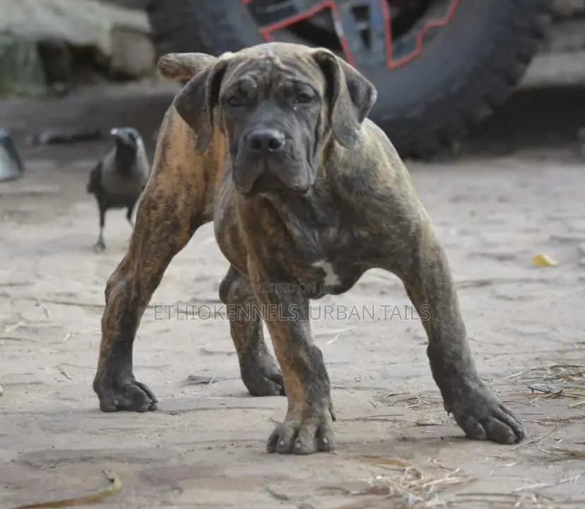 1-3 months Male Purebred Boerboel