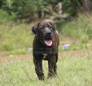 1-3 months Male Purebred Boerboel