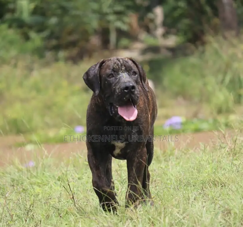 1-3 months Male Purebred Boerboel