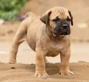 1-3 months Female Purebred Boerboel