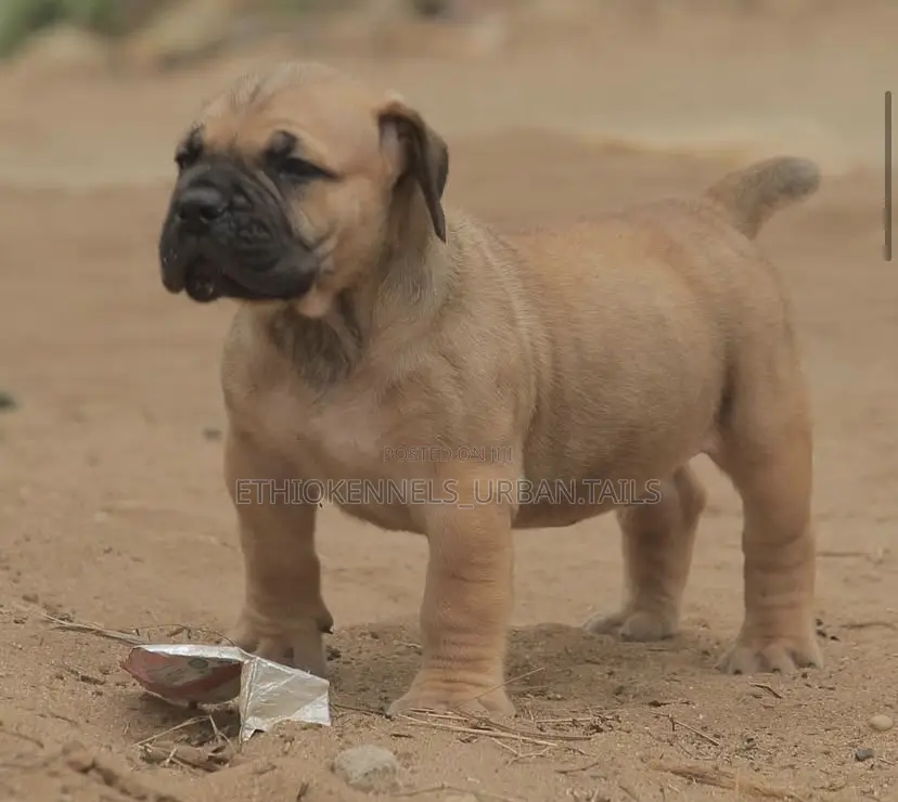 1-3 months Female Purebred Boerboel