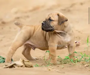 1-3 months Female Purebred Boerboel