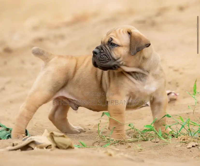 1-3 months Female Purebred Boerboel
