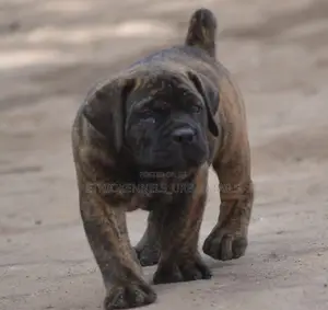 1-3 months Female Purebred Boerboel