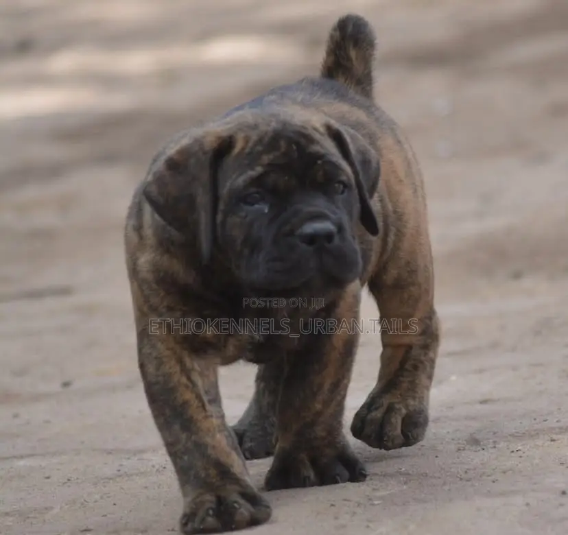 1-3 months Female Purebred Boerboel