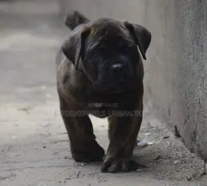 1-3 months Female Purebred Boerboel