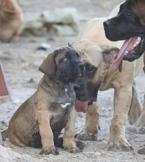 1-3 months Male Purebred Boerboel