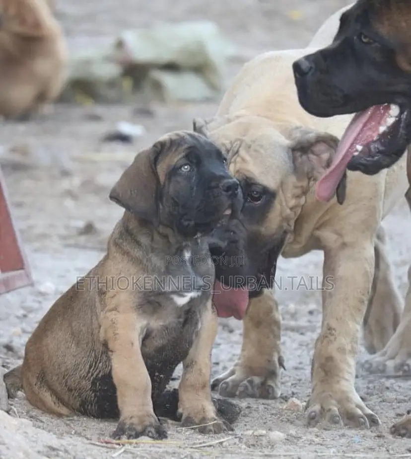 1-3 months Male Purebred Boerboel