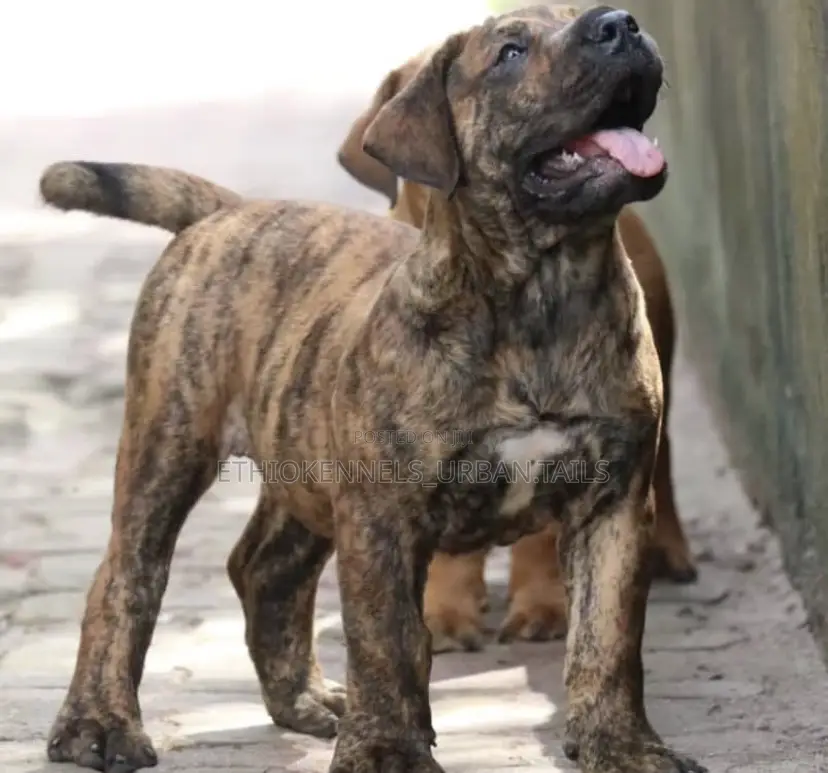 1-3 months Male Purebred Boerboel