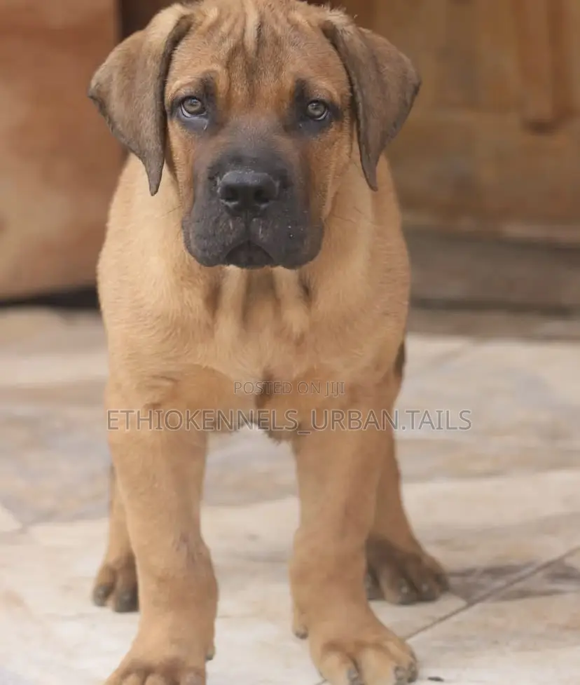 1-3 months Male Purebred Boerboel