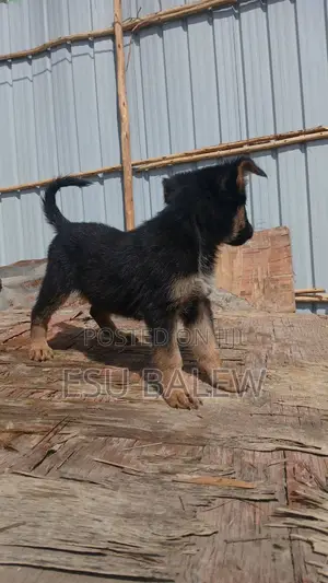 1-3 months Male Purebred German Shepherd