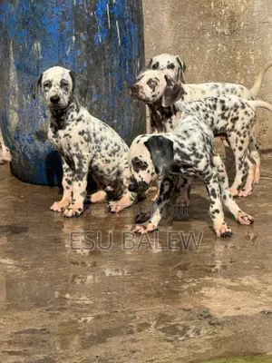 1-3 months Male Purebred Dalmatian