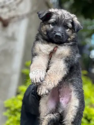 1-3 months Male Purebred German Shepherd
